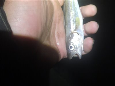 Hvilling (Merlangius merlangus) Fanget ved medefiskeri. 
Denne hvilling blev genudsat. Syd- og Sønderjylland, Havneby, Rømø (Havn / mole) hvillingefiskeri, sild, børsteorm, sandorm, spidse, tænder