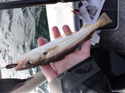 Hvilling (Merlangius merlangus) Fanget ved medefiskeri. Min første fisk. En lille hvilling. Syd- og Sønderjylland, Årø Sund (Hav) hvillingefiskeri, sild, børsteorm, sandorm, spidse, tænder