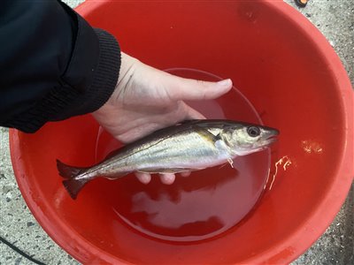 Hvilling (Merlangius merlangus) Fanget ved medefiskeri. 
Denne hvilling blev genudsat. Syd- og Sønderjylland, Fredericia Havn (Havn / mole) hvillingefiskeri, sild, børsteorm, sandorm, spidse, tænder