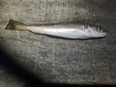 Hvilling (Merlangius merlangus) Fanget ved medefiskeri. 
Denne hvilling blev genudsat. Østjylland, (sted ikke oplyst) (Havn / mole) hvillingefiskeri, sild, børsteorm, sandorm, spidse, tænder