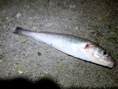 Hvilling (Merlangius merlangus) Fanget ved medefiskeri.  Syd- og Sønderjylland, (sted ikke oplyst) (Havn / mole) hvillingefiskeri, sild, børsteorm, sandorm, spidse, tænder