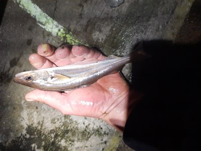 Hvilling (Merlangius merlangus) Fanget ved medefiskeri. 
Denne hvilling blev genudsat. Østjylland, (sted ikke oplyst) (Havn / mole) hvillingefiskeri, sild, børsteorm, sandorm, spidse, tænder