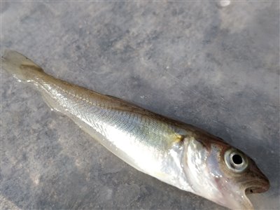 Hvilling (Merlangius merlangus) Fanget ved medefiskeri. 
Denne hvilling blev genudsat. Nordjylland, Løkken Mole (Havn / mole) hvillingefiskeri, sild, børsteorm, sandorm, spidse, tænder