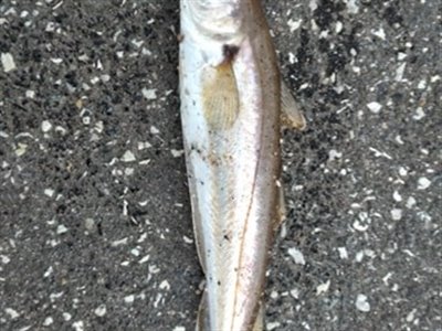 Hvilling (Merlangius merlangus) Fanget ved spinnefiskeri. En lille Hvilling lod sig også lokke.


Denne hvilling blev genudsat. Østjylland, Fredericia Havn (Havn / mole) hvillingefiskeri, sild, børsteorm, sandorm, spidse, tænder