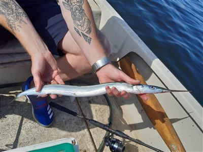 Ikke den tykkeste sensommer-hornfisk men stadig flot sølvblank.