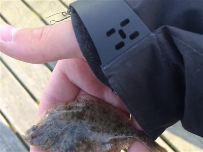 Skrubbe (Platichthys flesus) Fanget ved medefiskeri. 
Denne skrubbe blev genudsat. Vest- og Sydsjælland, Kalundborg Havn (Havn / mole) skrubbefiskeri, fladfisk, børsteorm, sild, sandorm, sandigler, tobis