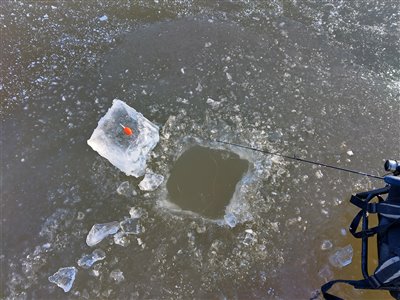 Jeg lod flået ligge på isen ved siden af hullet, så jeg bedre kunne se den på afstand.