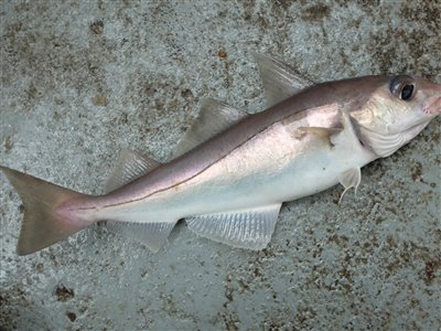 Kuller (Melanogrammus aeglefinus) Fanget ved medefiskeri.  Nordjylland, Det Gule Rev fra Thyborøn (Hav) kullerfiskeri