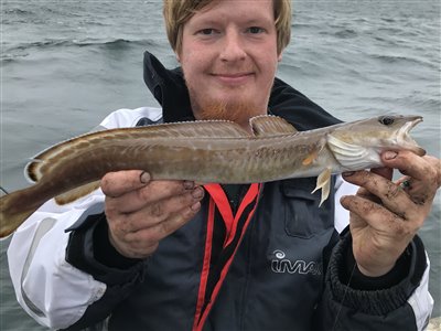 Lange (Molva molva) Fanget ved medefiskeri.  Nordjylland, (sted ikke oplyst) (Hav) langefiskeri