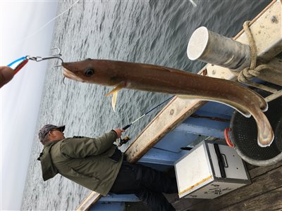 Lange (Molva molva) Fanget ved pirkefiskeri.  Nordjylland, Herthas Flak (Hav) langefiskeri