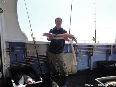 Lange (Molva molva) Fanget ved pirkefiskeri. Min første lange. Nordjylland, Det Gule Rev fra Thyborøn (Hav) langefiskeri