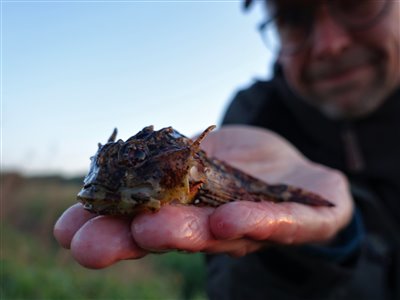 Langtornet ulk (Taurulus bubalis) Fanget ved medefiskeri. en af to fine langtornede
Denne langtornet ulk blev genudsat. Østjylland, (sted ikke oplyst) (Kyst) ulkefiskeri, lange, pig, lille, pigge, børsteorm, bund