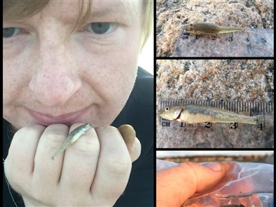 Lerkutling (Pomatoschistus microps) Fanget ved medefiskeri.  Østjylland, (sted ikke oplyst) (Havn / mole) lerkutlingefiskeri, lille, bundfisk