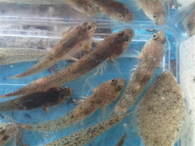 Lerkutling (Pomatoschistus microps) Fanget ved medefiskeri.  Nordjylland, (sted ikke oplyst) (Havn / mole) lerkutlingefiskeri, lille, bundfisk