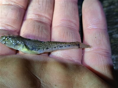 Lerkutling (Pomatoschistus microps) Fanget ved medefiskeri. 
Denne lerkutling blev genudsat. Østjylland, (sted ikke oplyst) (Havn / mole) lerkutlingefiskeri, lille, bundfisk