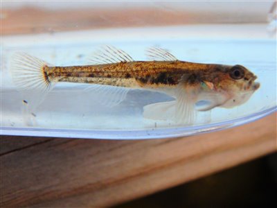 Lerkutling (Pomatoschistus microps) lerkutlingefiskeri, lille, bundfisk, 