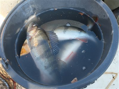 Lidt fisk kom med hjem til grillen.