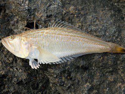 Lille fjæsing (Echiichthys vipera) Fanget ved spinnefiskeri.  Vestjylland, Thorsminde (Havn / mole) fjæsingefiskeri, giftig