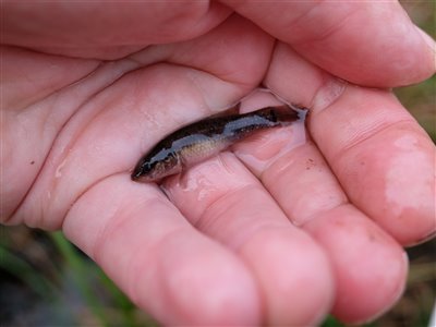 Lille hundefisk (Umbra pygmaea) Fanget ved medefiskeri.  Vestjylland, (sted ikke oplyst) (Sø / mose) hundefiskfiskeri