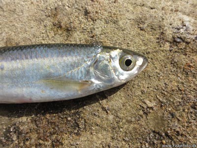 Løje (Alburnus alburnus) Fanget ved medefiskeri. En god agnfisk til aborrefiskeriet. Østjylland, Gudenåen ved Randers (Å / bæk) løjefiskeri, prop, regnorm, agnfisk