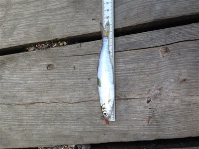 Løje (Alburnus alburnus) Fanget ved medefiskeri. 
Denne løje blev genudsat.
Dette er min første løje. Nordsjælland, Bagsværd Sø (Sø / mose) løjefiskeri, prop, regnorm, agnfisk