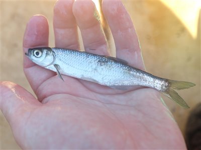 Løje (Alburnus alburnus) Fanget ved medefiskeri.  Østjylland, tilløb til Gudenåen (Å / bæk) løjefiskeri, prop, regnorm, agnfisk