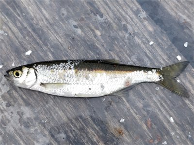 Løje (Alburnus alburnus) Fanget ved medefiskeri. 
Denne løje blev genudsat. Østjylland, (sted ikke oplyst) (Å / bæk) løjefiskeri, prop, regnorm, agnfisk