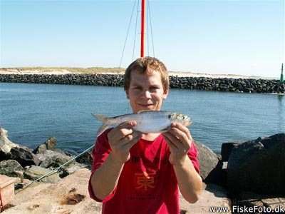 Stavsild (Alosa fallax) Fanget ved spinnefiskeri.  Vestjylland, Hvide Sande (Havn / mole) stavsildefiskeri, majsild