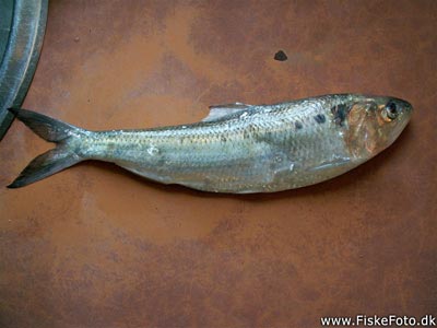 Stavsild (Alosa fallax) Fanget ved medefiskeri. 
Dette er min første majsild. Vestjylland, Hvide Sande (Havn / mole) stavsildefiskeri, majsild