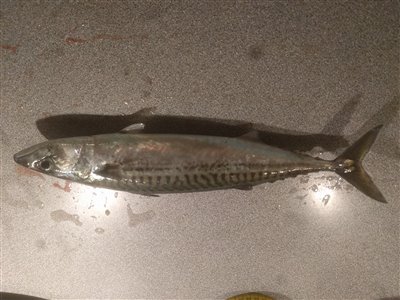 Makrel (Scomber scombrus) Fanget ved medefiskeri. Denne makrel blev hjemtaget. Nordjylland, Øster Hurup (Havn / mole) makrelfiskeri, makrelforfang, flue, flådfiskeri, minitun
