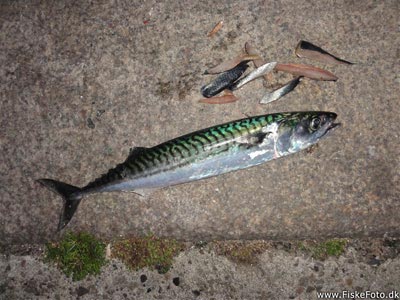 Makrel (Scomber scombrus) makrelfiskeri, forfang, flue, røget makrel, flåd, agnfisk, fight, minitun, 