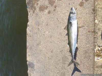 Makrel (Scomber scombrus) Fanget ved medefiskeri. Fisk fanget ca 3 meter nede :) fik 6 den største vist på billede  Østjylland, Århus Havn (Havn / mole) makrelfiskeri, makrelforfang, flue, flådfiskeri, minitun