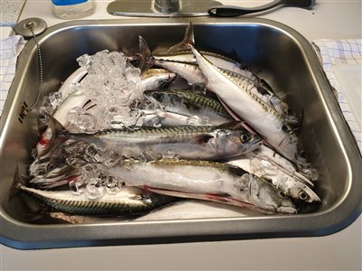 Makrel (Scomber scombrus) Fanget ved medefiskeri. Største fisk var på 730 gram.

Disse makreller blev hjemtaget. Nordsjælland, Øresund (Hav) makrelfiskeri, makrelforfang, flue, flådfiskeri, minitun