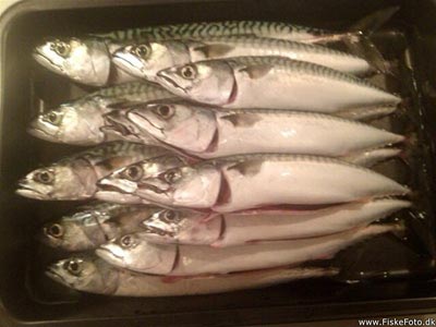 Makrel (Scomber scombrus) Fanget ved pirkefiskeri.  Vestjylland, Bovbjerg (Kyst) makrelfiskeri, makrelforfang, flue, flådfiskeri, minitun