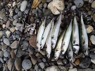 Makrel (Scomber scombrus) Fanget ved pirkefiskeri. 9 stk makrel  Vestjylland, Langerhuse (Havn / mole) makrelfiskeri, makrelforfang, flue, flådfiskeri, minitun