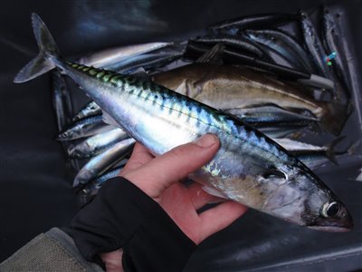 Makrel (Scomber scombrus) Fanget ved pirkefiskeri. En af i alt ca. 25 makreller. Nordjylland, Det Gule Rev fra Thyborøn (Hav) makrelfiskeri, makrelforfang, flue, flådfiskeri, minitun