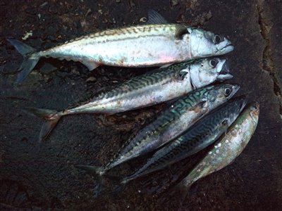 Makrel (Scomber scombrus) Fanget ved spinnefiskeri.  Vestjylland, Hvide Sande (Havn / mole) makrelfiskeri, makrelforfang, flue, flådfiskeri, minitun