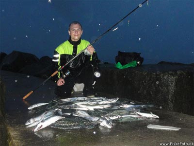 Makrel (Scomber scombrus) Fanget ved spinnefiskeri. Aftenens fangst. 76 flotte makreller! Vestjylland, Hvide Sande (Havn / mole) makrelfiskeri, makrelforfang, flue, flådfiskeri, minitun