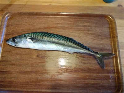 Makrel (Scomber scombrus) Fanget ved spinnefiskeri. Længde 45 cm. Vægt 350 gram. Målene er anslået. Har ingen centimetermål og en vægt med lav opløsning.

Denne makrel blev hjemtaget. Dette er min første makrel.

Denne makrel blev hjemtaget. Nordjylland, Hanstholm Havn (Havn / mole) makrelfiskeri, makrelforfang, flue, flådfiskeri, minitun