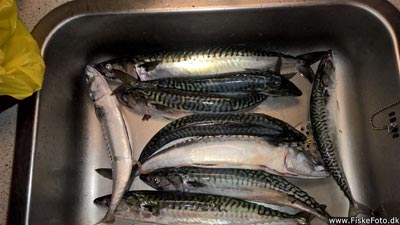 Makrel (Scomber scombrus) Fanget ved spinnefiskeri. 9 stk fine Makreller.

Denne makrel blev hjemtaget. Vest- og Sydsjælland, Holbæk Havn (Havn / mole) makrelfiskeri, makrelforfang, flue, flådfiskeri, minitun