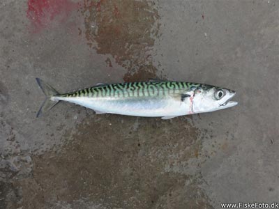 Makrel (Scomber scombrus) makrelfiskeri, makrelforfang, flue, flådfiskeri, minitun, 