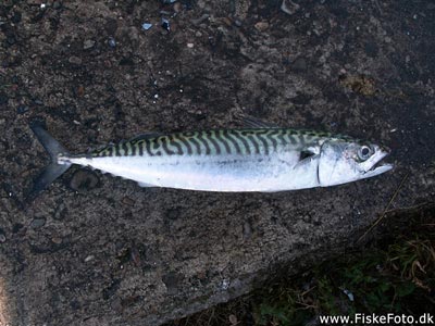 Makrel (Scomber scombrus) Fanget ved medefiskeri.  Østjylland, Århus Havn (Havn / mole) makrelfiskeri, makrelforfang, flue, flådfiskeri, minitun