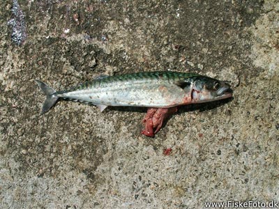 Makrel (Scomber scombrus) Fanget ved spinnefiskeri.  Nordjylland, Hanstholm Havn (Havn / mole) makrelfiskeri, makrelforfang, flue, flådfiskeri, minitun