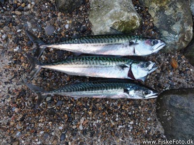 Makrel (Scomber scombrus) Fanget ved spinnefiskeri. Lidt makreller fra molen i Hvide Sande. Vestjylland, Hvide Sande (Havn / mole) makrelfiskeri, makrelforfang, flue, flådfiskeri, minitun