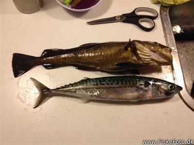 Makrel (Scomber scombrus) Fanget ved spinnefiskeri. 
Denne makrel blev hjemtaget. Østjylland, Århus Havn (Havn / mole) makrelfiskeri, makrelforfang, flue, flådfiskeri, minitun