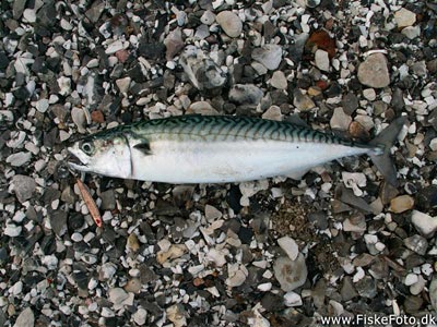 Makrel (Scomber scombrus) Fanget ved spinnefiskeri. En rigtig god makrel der fightede som en tun! Østjylland, Djursland (Havn / mole) makrelfiskeri, makrelforfang, flue, flådfiskeri, minitun