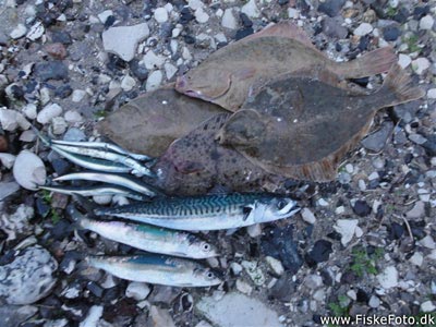 Makrel (Scomber scombrus) Fanget ved spinnefiskeri. En tidlig makrel og lidt sild, skrubber og tobis. Østjylland, Djursland (Havn / mole) makrelfiskeri, makrelforfang, flue, flådfiskeri, minitun