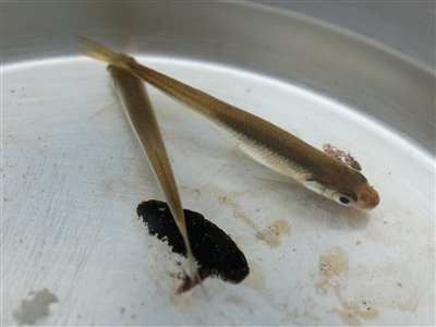 Regnløje (Leucaspius delineatus) regnløjefiskeri, regnorm, lille, 