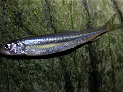 Smelt (Osmerus eperlanus) smeltfiskeri, agurkefisk