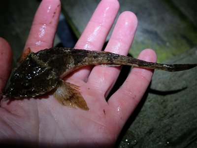 Panserulk (Agonus cataphractus) panserulkefiskeri, bundfisk, 